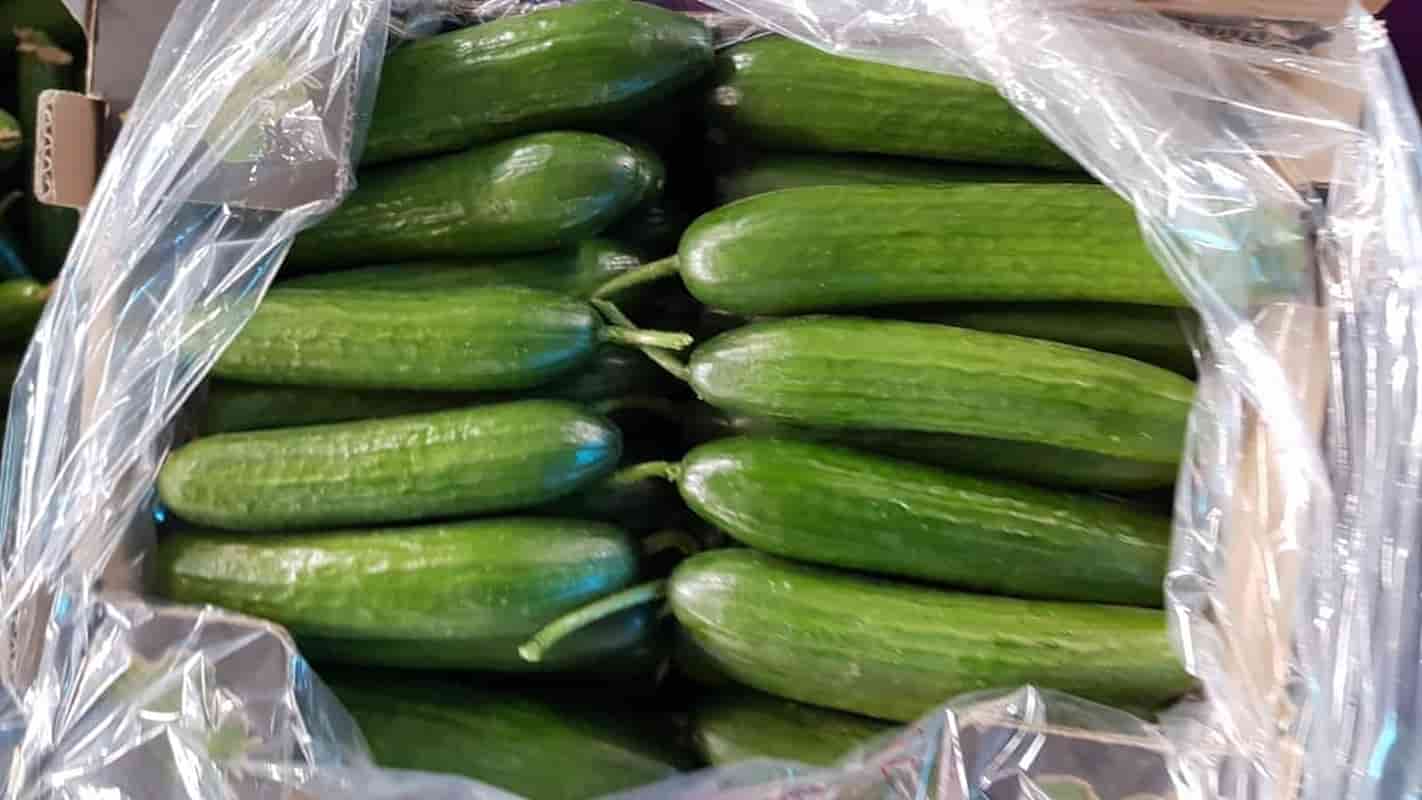 خیار گلخانه ای یزد تازه و یکدست مناسب بازارهای مصرف